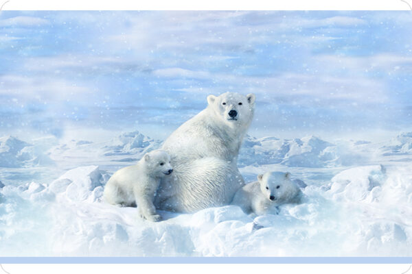 Hoffman Polar Bear